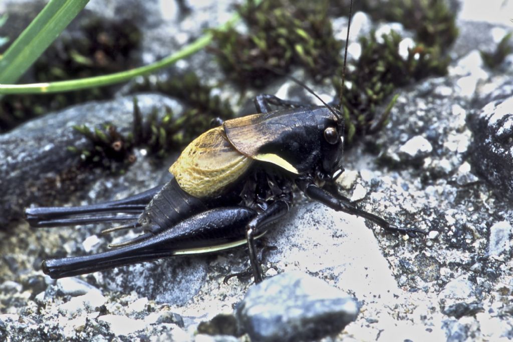 ortotteri al colle di Tenda (Alpi Marittime)